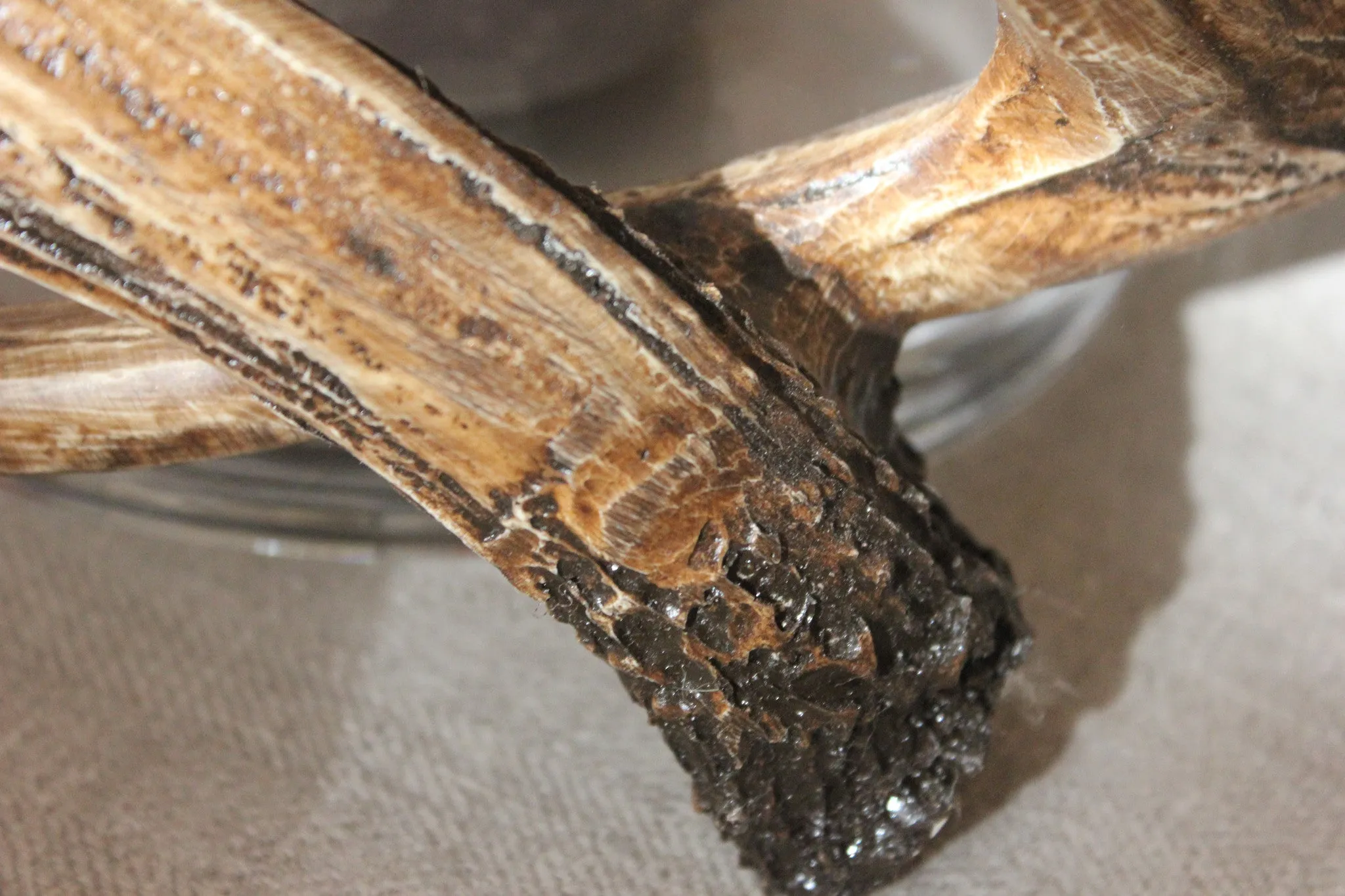 Antler-Wrapped, Mouth Blown Glass Hurricane - Two Sizes